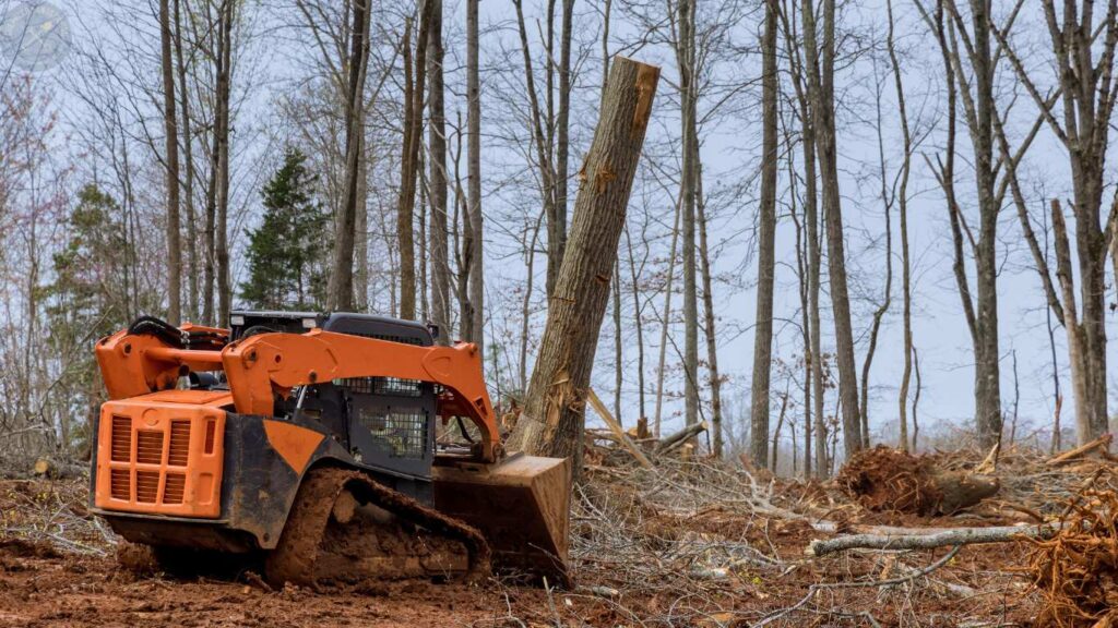 Stump removal Dallas