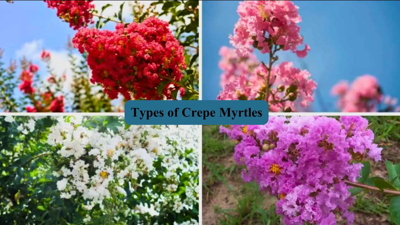 Types of Crepe Myrtles