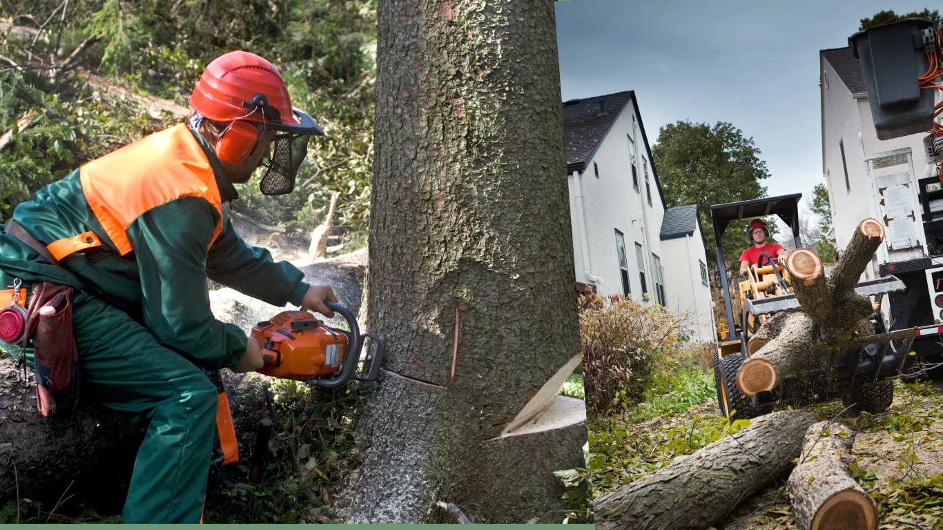 Benefit of an Emergency Tree Removal Service in Dallas